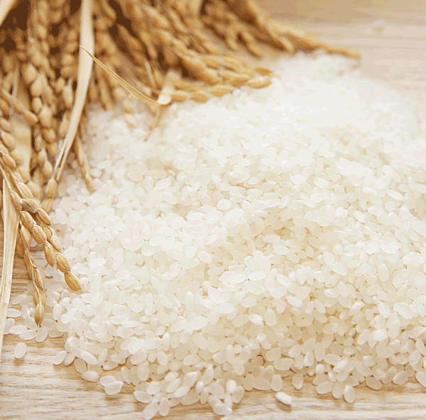 新潟県関川村産 せせらぎ米